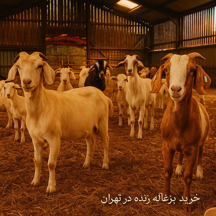 روش های خرید بزغاله زنده در تهران