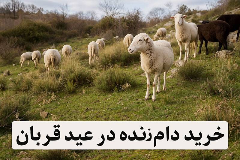 روش های خرید دام زنده در عید قربان چگونه است
