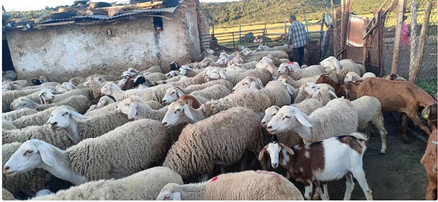 دام زنده قربانی چه مشخصاتی دارد