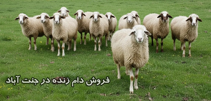 فروش انواع دام زنده در جنت آباد