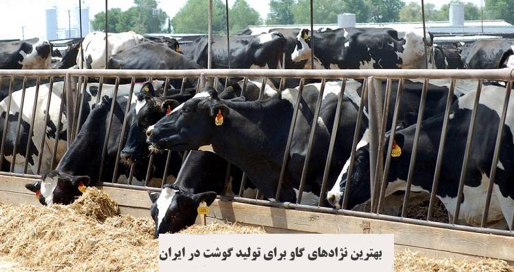 بهترین نژادهای گاو برای تولید گوشت در ایران بهترین نژادهای گاو برای تولید گوشت در ایران کدامند