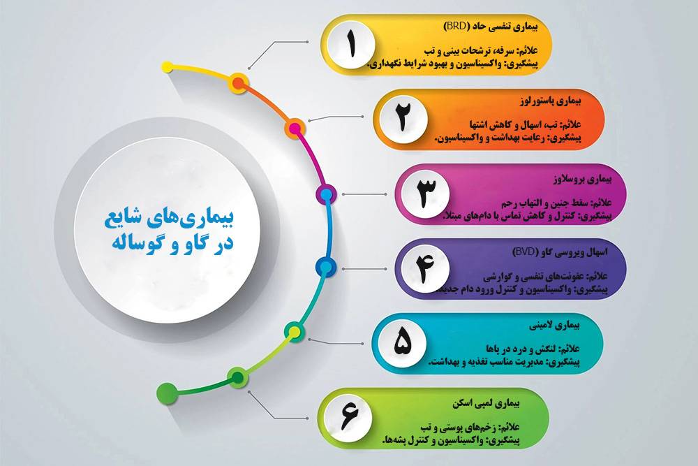 خرید گاو و گوساله زنده در تهران هزینه خرید گاو و گوساله زنده در تهران
