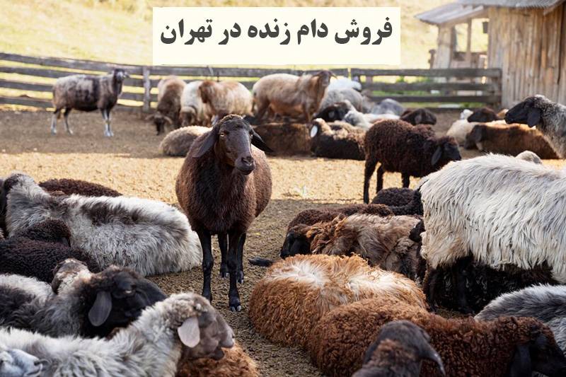 دام زنده در تهران فروش دام زنده باکیفیت در تهران