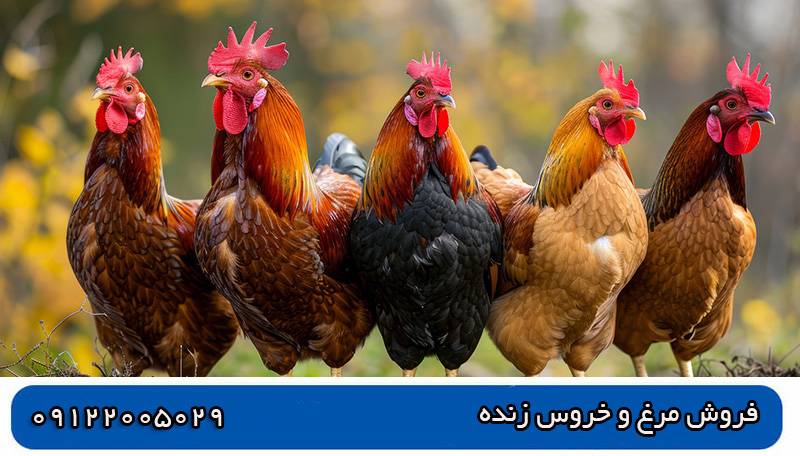 مرغ و خروس زنده مرغ و خروس زنده چه ویژگی هایی دارند