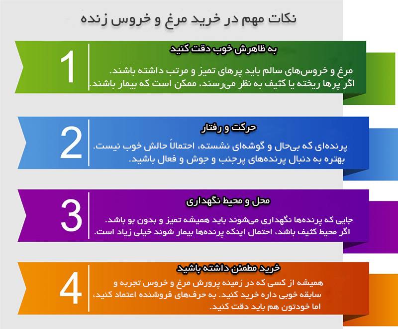 نکات مهم در خرید مرغ و خروس نکات مهم در خرید مرغ و خروس که باید در نظر بگیریم