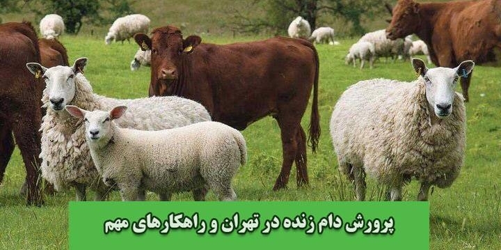 چالش های پرورش دام زنده در تهران و راهکارهای مهم