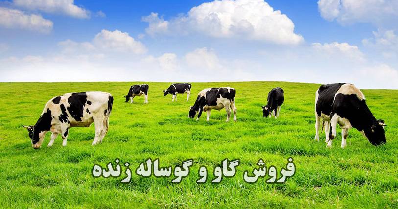 گاو و گوساله زنده فروش بهترین نژاد گاو و گوساله زنده در تهران