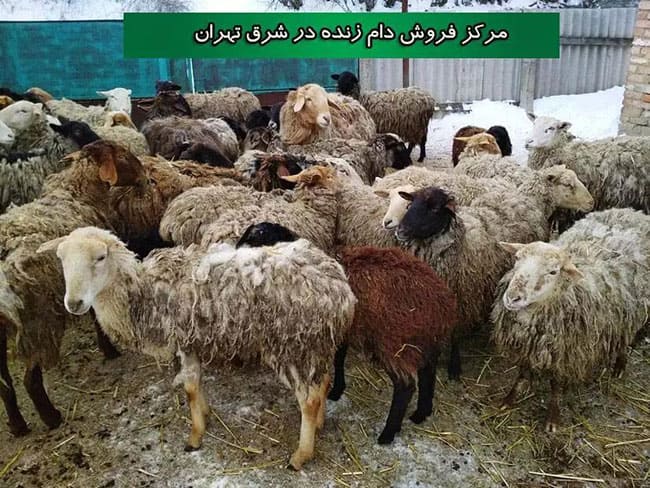 دام زنده شرق تهران فروش انواع دام زنده در شرق تهران