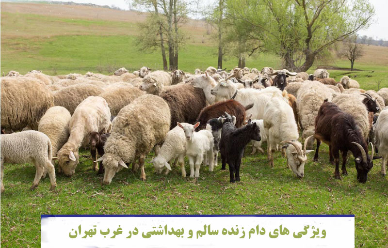ویژگیهای دام سالم و بهداشتی ویژگیهای دام زنده سالم و بهداشتی در غرب تهران