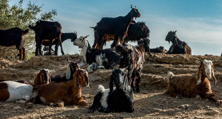 کدام نژاد بزغاله برای تهیه گوشت مناسب تر است