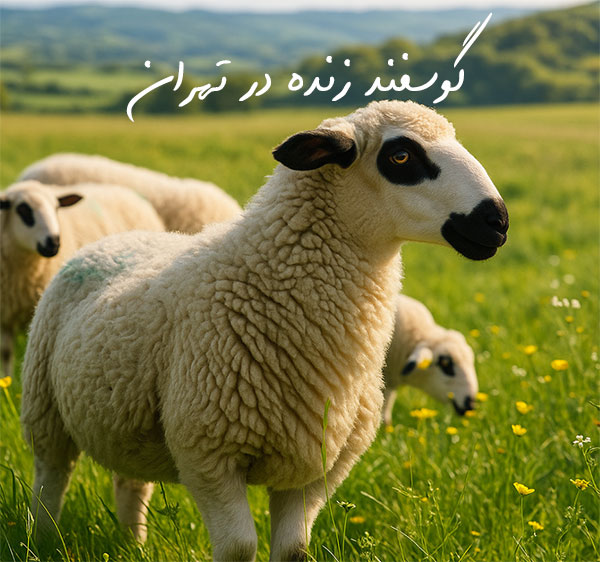 گوسفند-زنده گوسفند-زنده