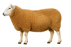 گوسفند-مهربان