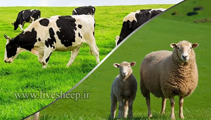 برای خرید دام زنده در تجریش چه نکاتی را باید بدانیم