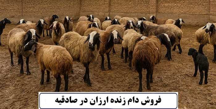 دام زنده صادقیه فروش دام زنده ارزان در صادقیه